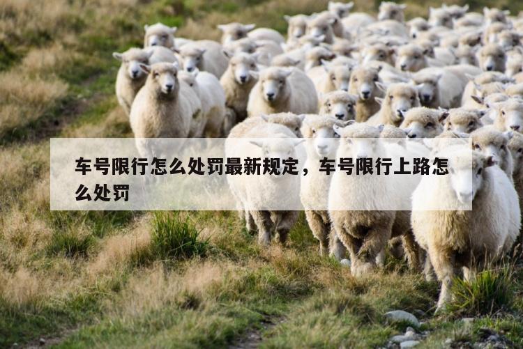 车号限行怎么处罚最新规定，车号限行上路怎么处罚