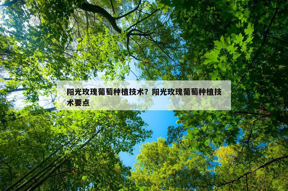 阳光玫瑰葡萄种植技术？阳光玫瑰葡萄种植技术要点